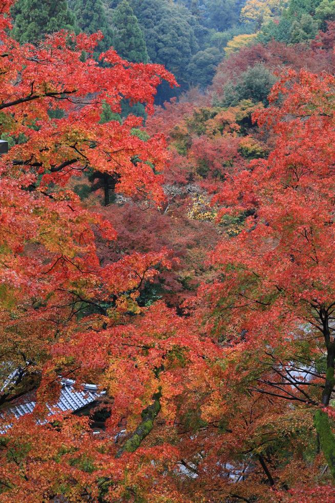 foglie autunnali del tempio kiyomizu, kyoto foto