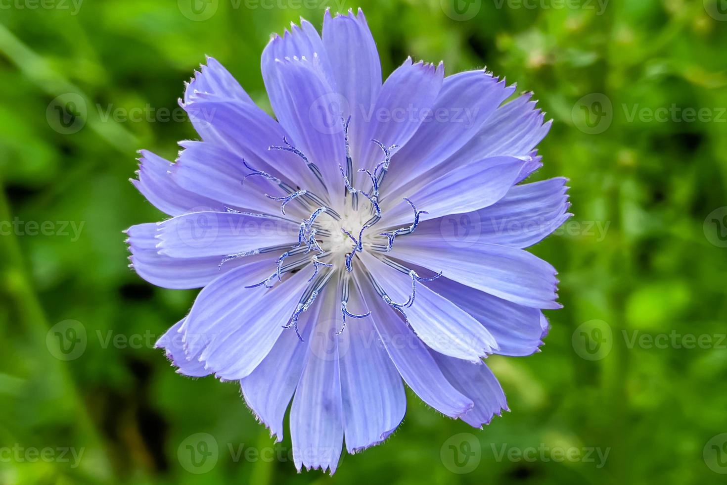 fiore di cicor blu foto