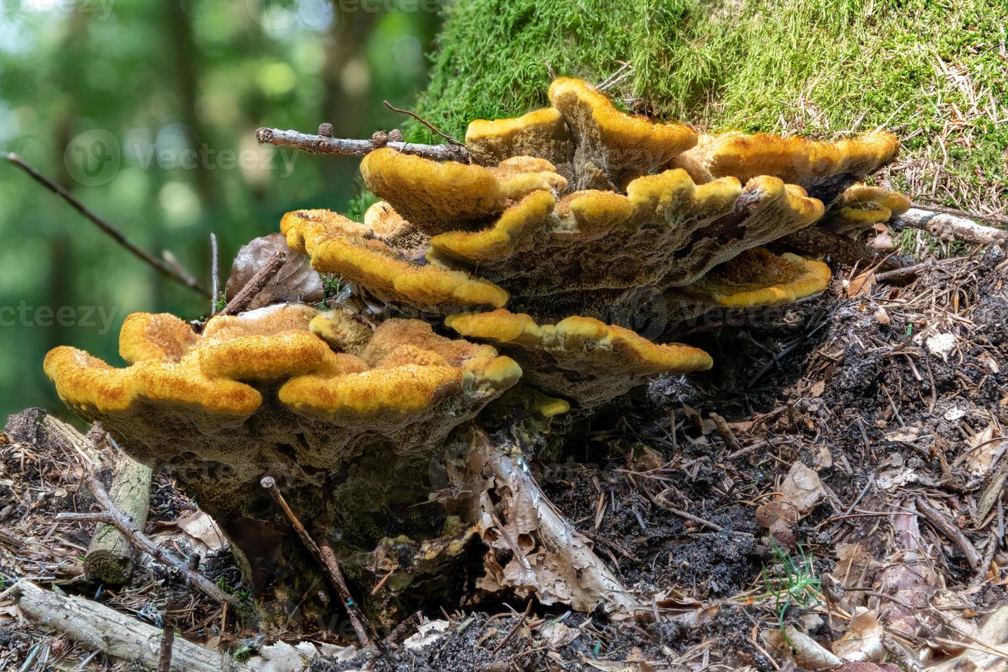 primo piano di un fungo ad albero inocutis rheades su un tronco di albero in decomposizione foto