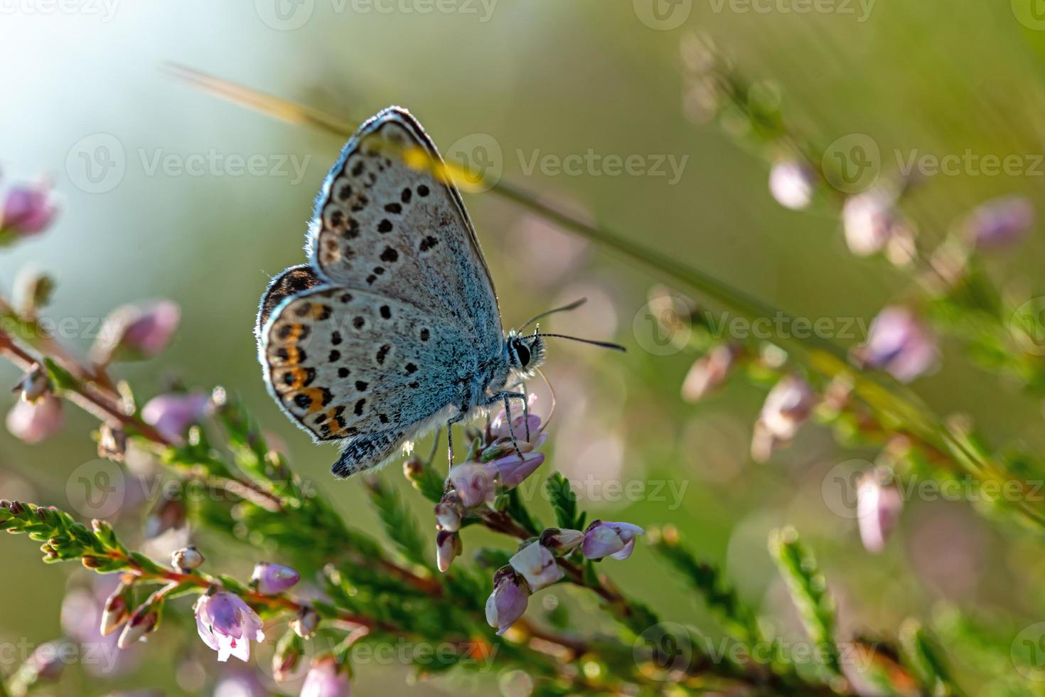 colpo laterale di una farfalla blu tempestata d'argento su un fiore di erica r foto