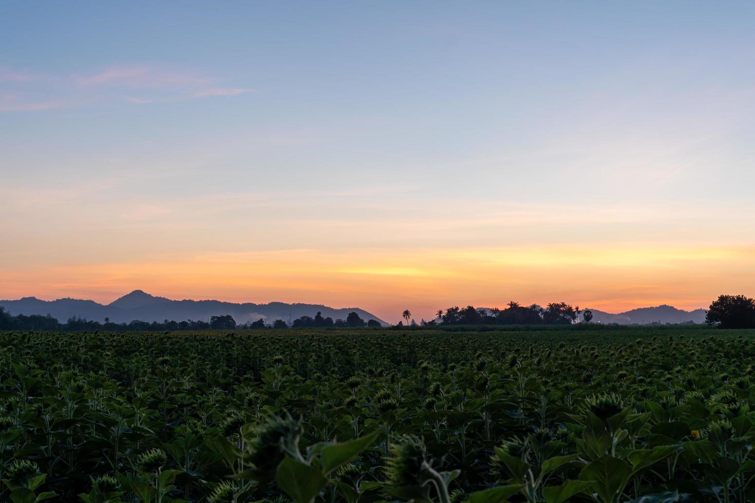 tramonto serale nel giardino dei girasoli foto