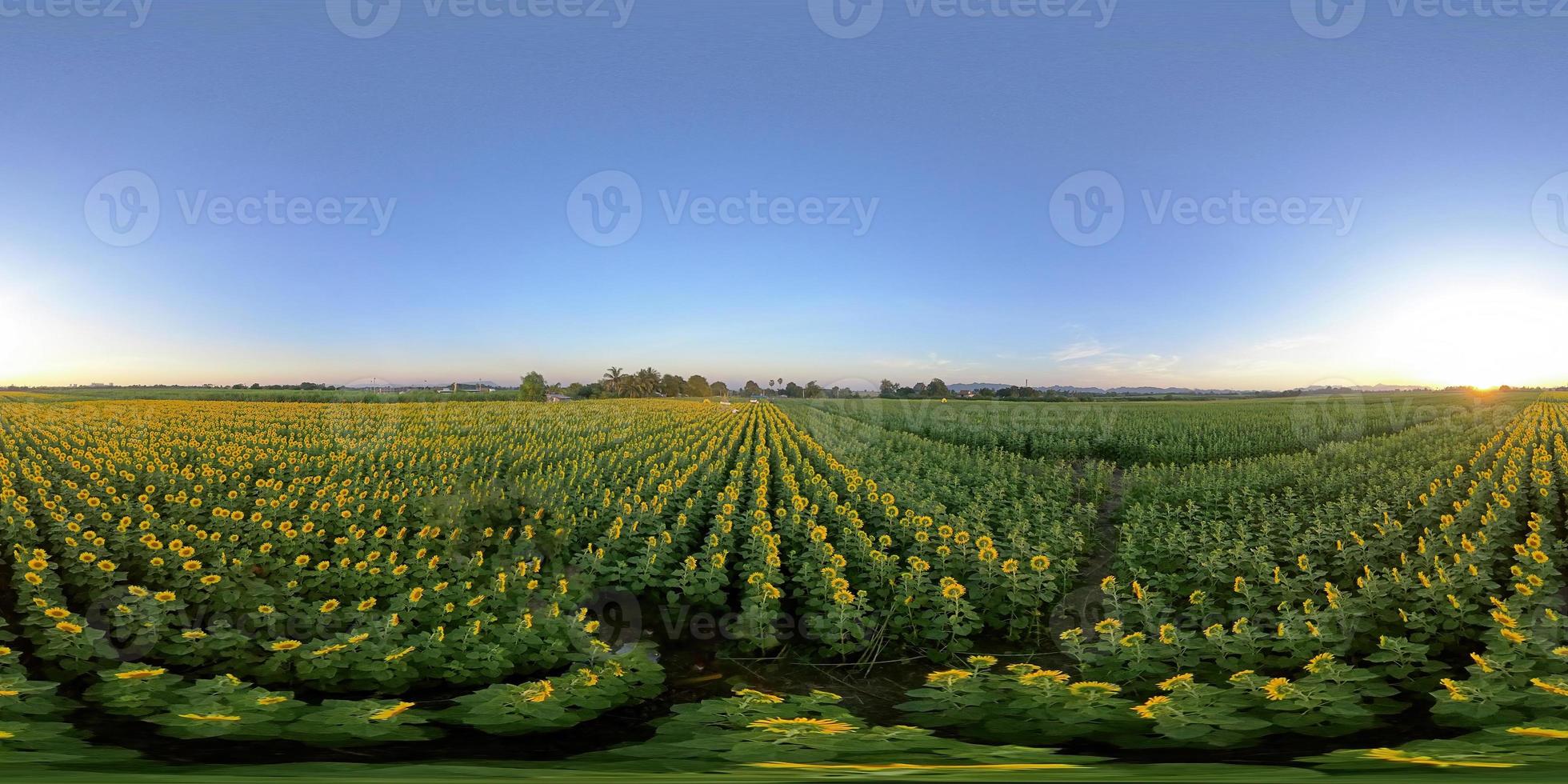 panorama vr 360, tramonto serale nel giardino dei girasoli foto