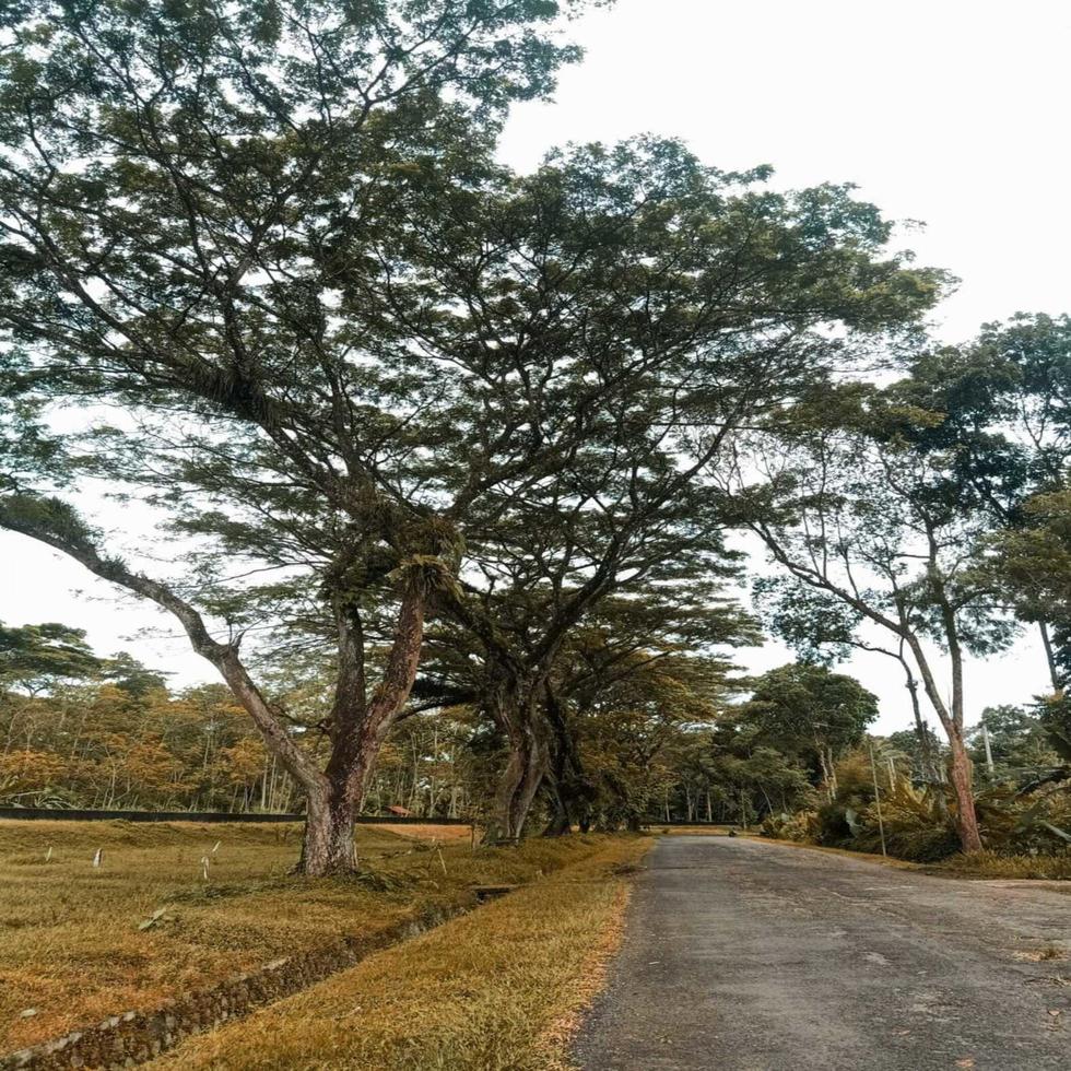 alberi vicino a una strada foto