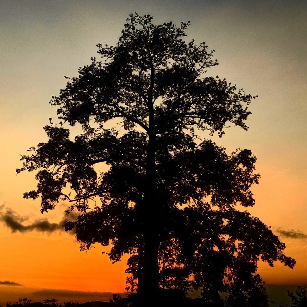 sagoma albero al tramonto foto