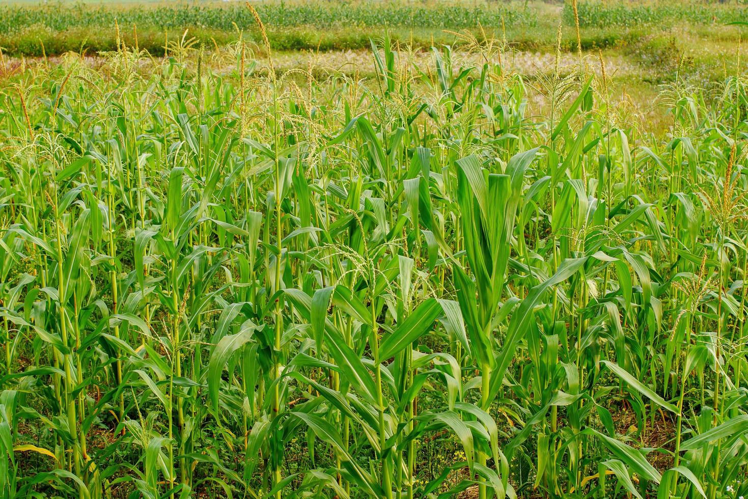 giovane campo di mais, campo di mais alla luce del primo mattino foto