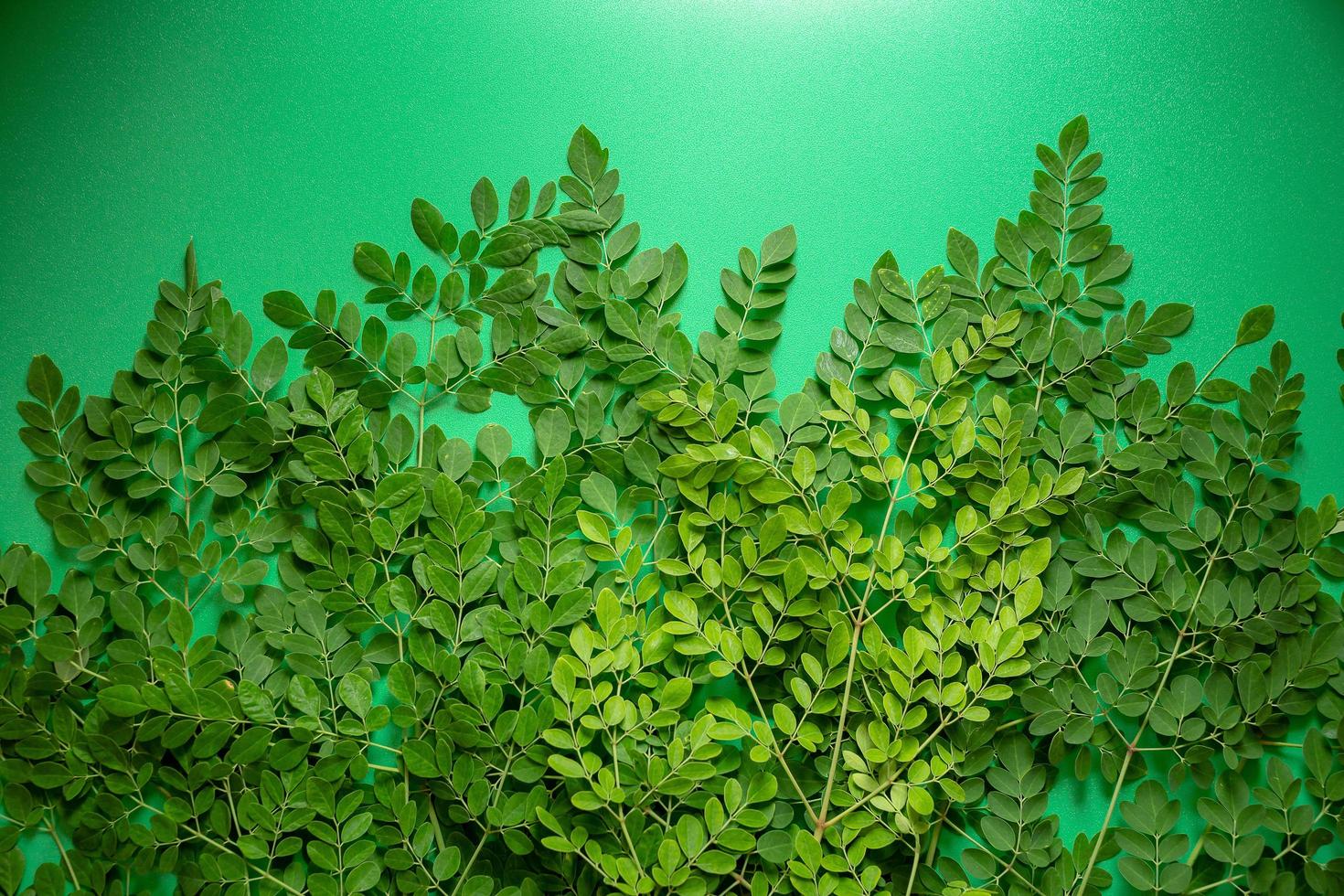 foglie fresche di moringa verde su sfondo verde foto