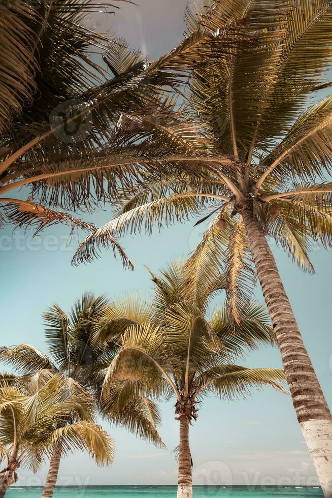 ideale caraibico spiaggia foto