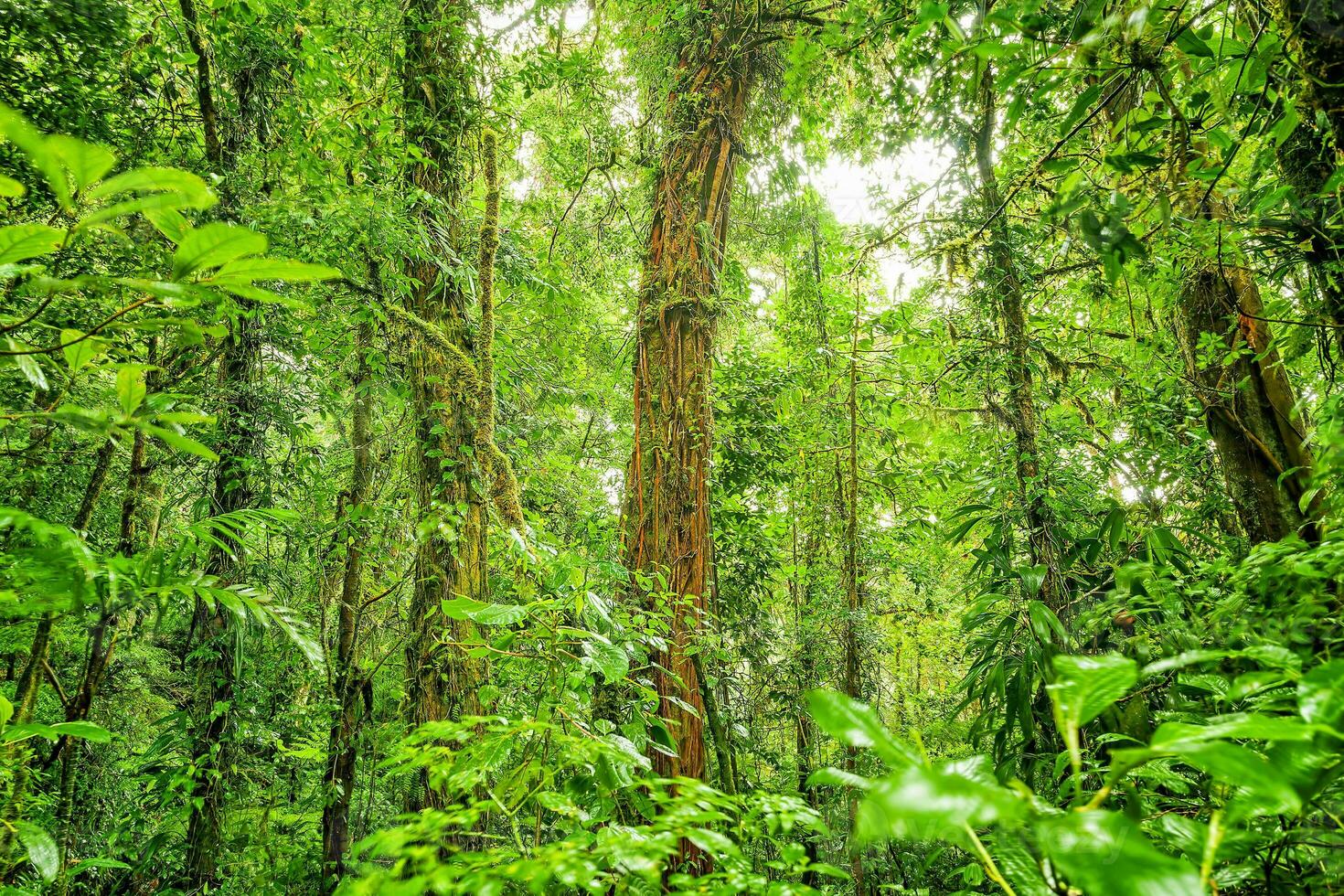 pioggia foresta verde sfondo foto