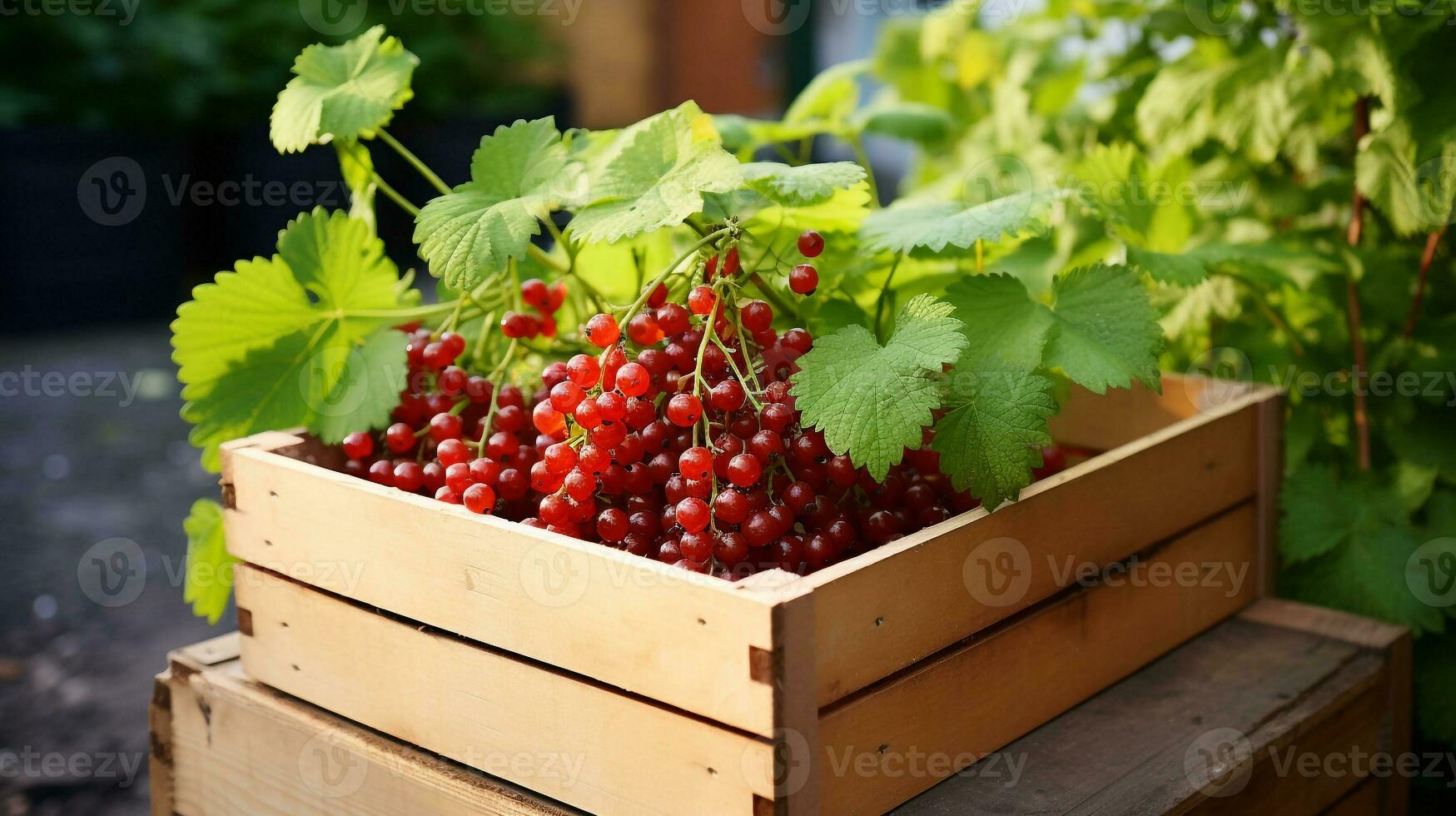 appena raccolto ribes frutta a partire dal giardino posto nel il scatole. generativo ai foto