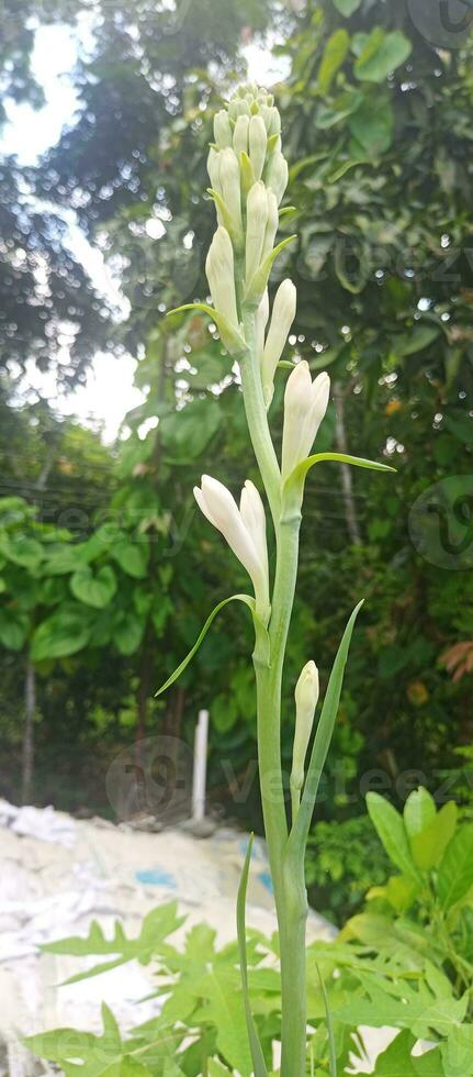 tuberosa fiori su natura sfondo foto