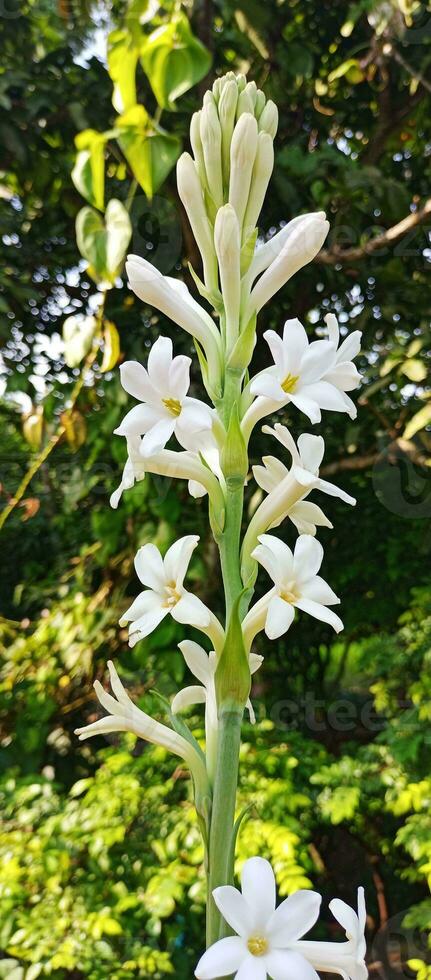 tuberosa fiori su natura sfondo foto