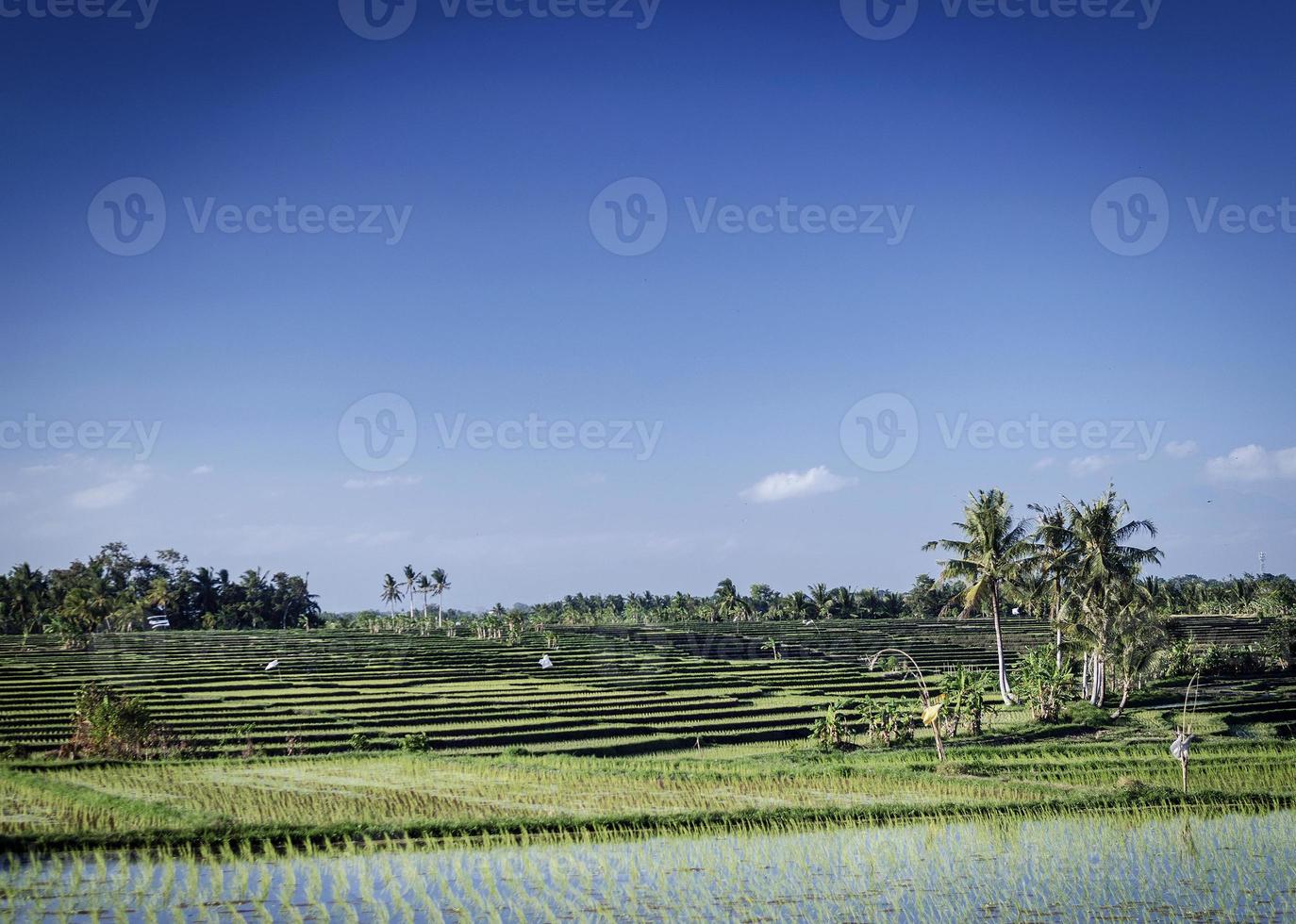 Le risaie agricoltura rurale vista del paesaggio vicino a tabanan nel sud di bali indonesia foto