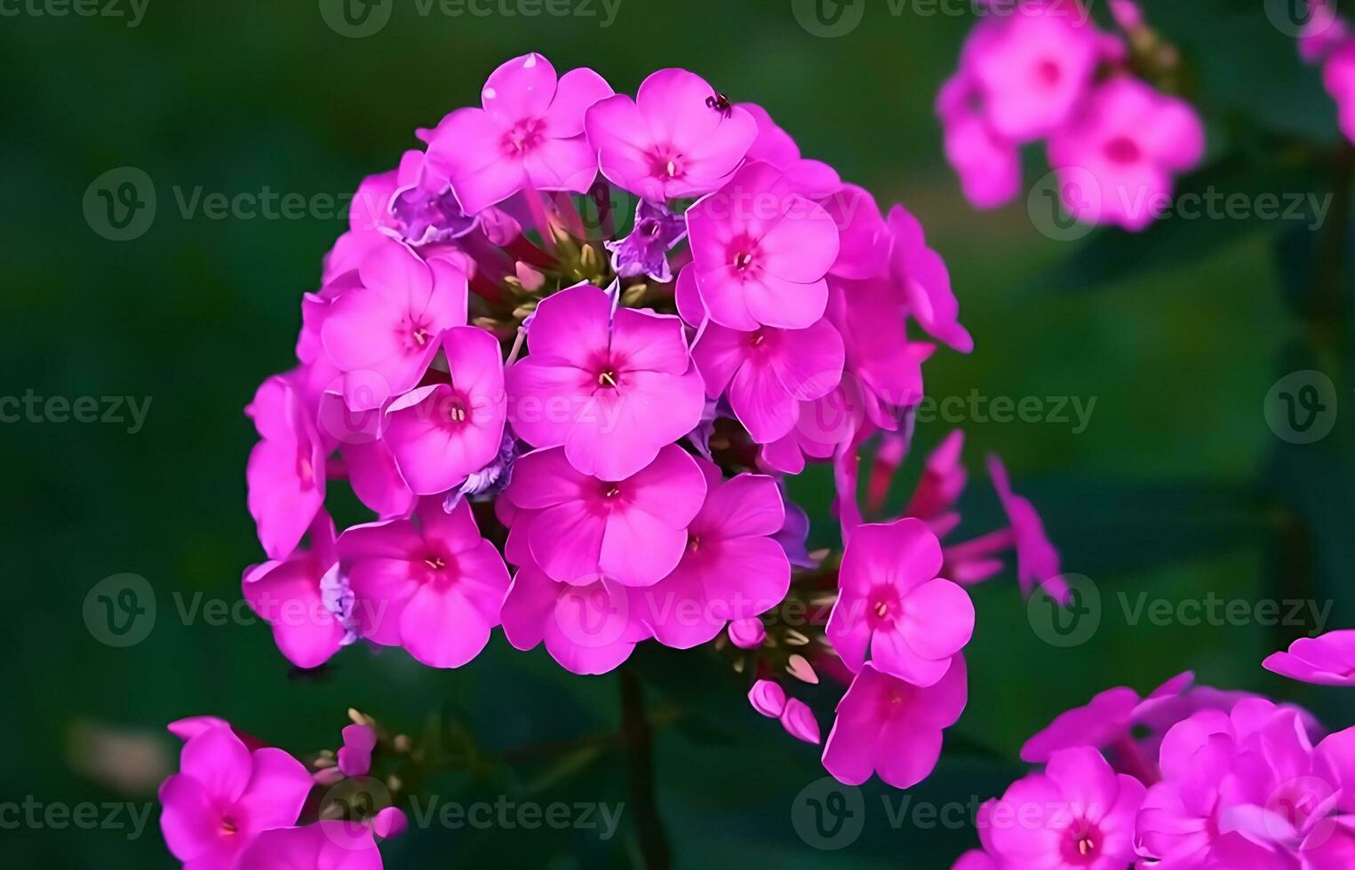 molti genere di giungla fiori, vario tipi di foresta pluviale fiori, Compreso heliconias e passione fiore. foto