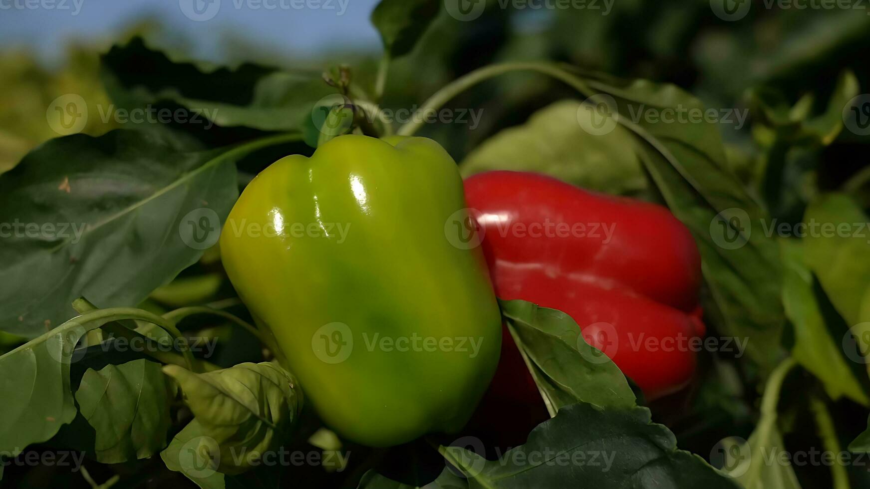 rosso e verde campana peperoni a il Locale agricoltori mercato, biologico rosso e verde campana peperoni foto