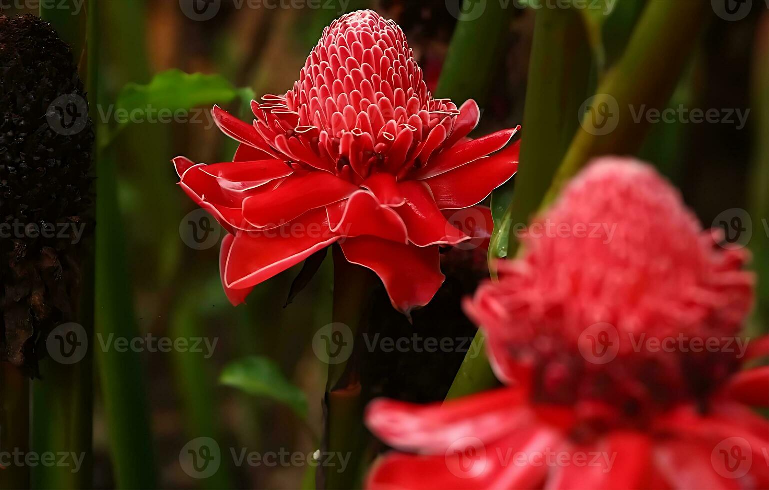 molti genere di giungla fiori, vario tipi di foresta pluviale fiori, Compreso heliconias e passione fiore. foto