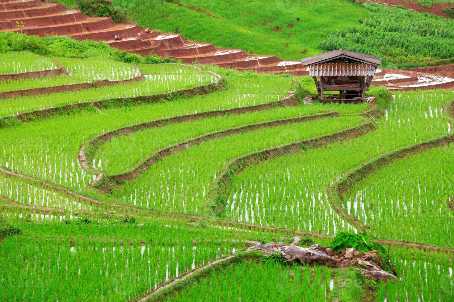 verde terrazzato riso campo nel papà pong pieng foto