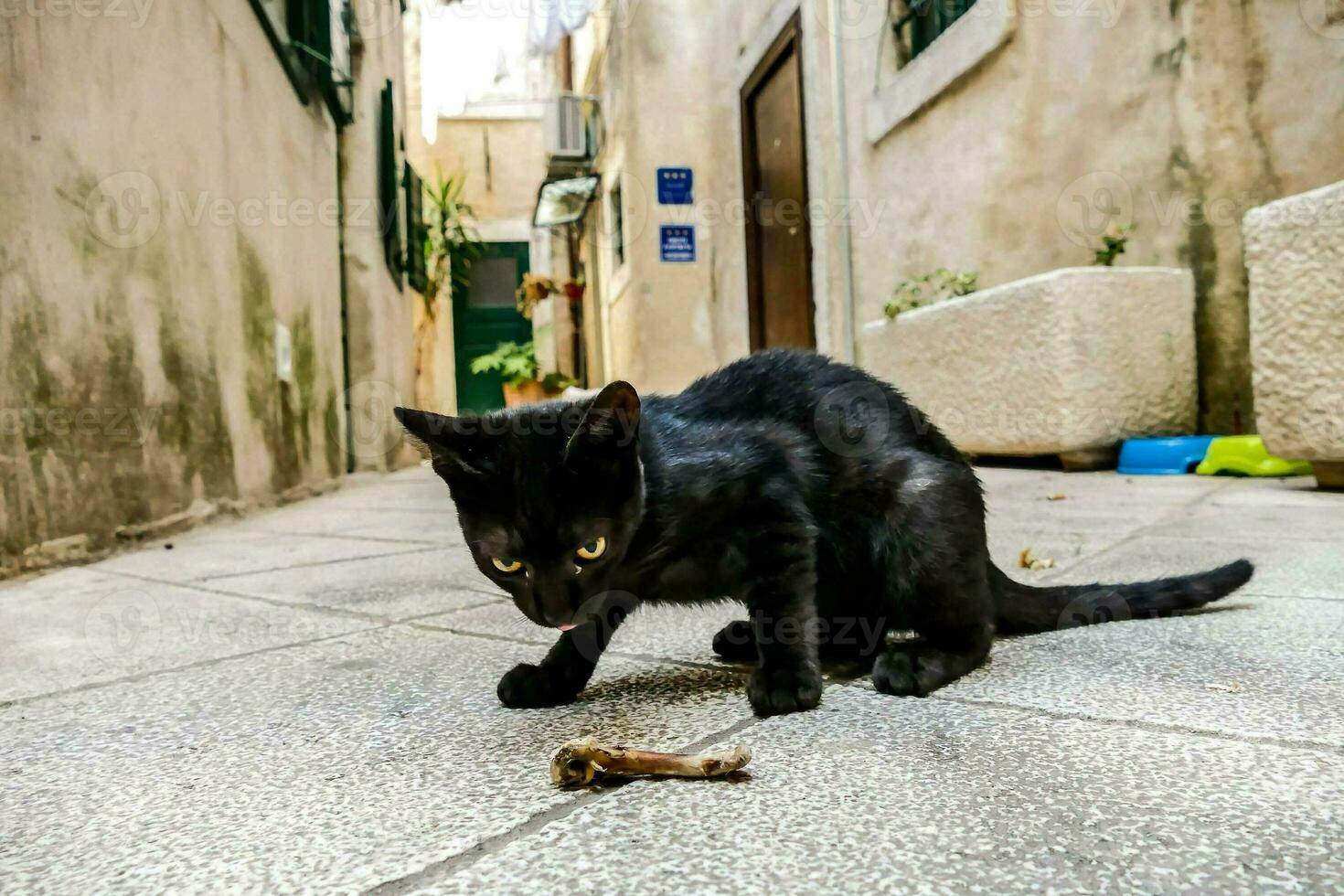 un' nero gatto giocando con un' osso nel un vicolo foto