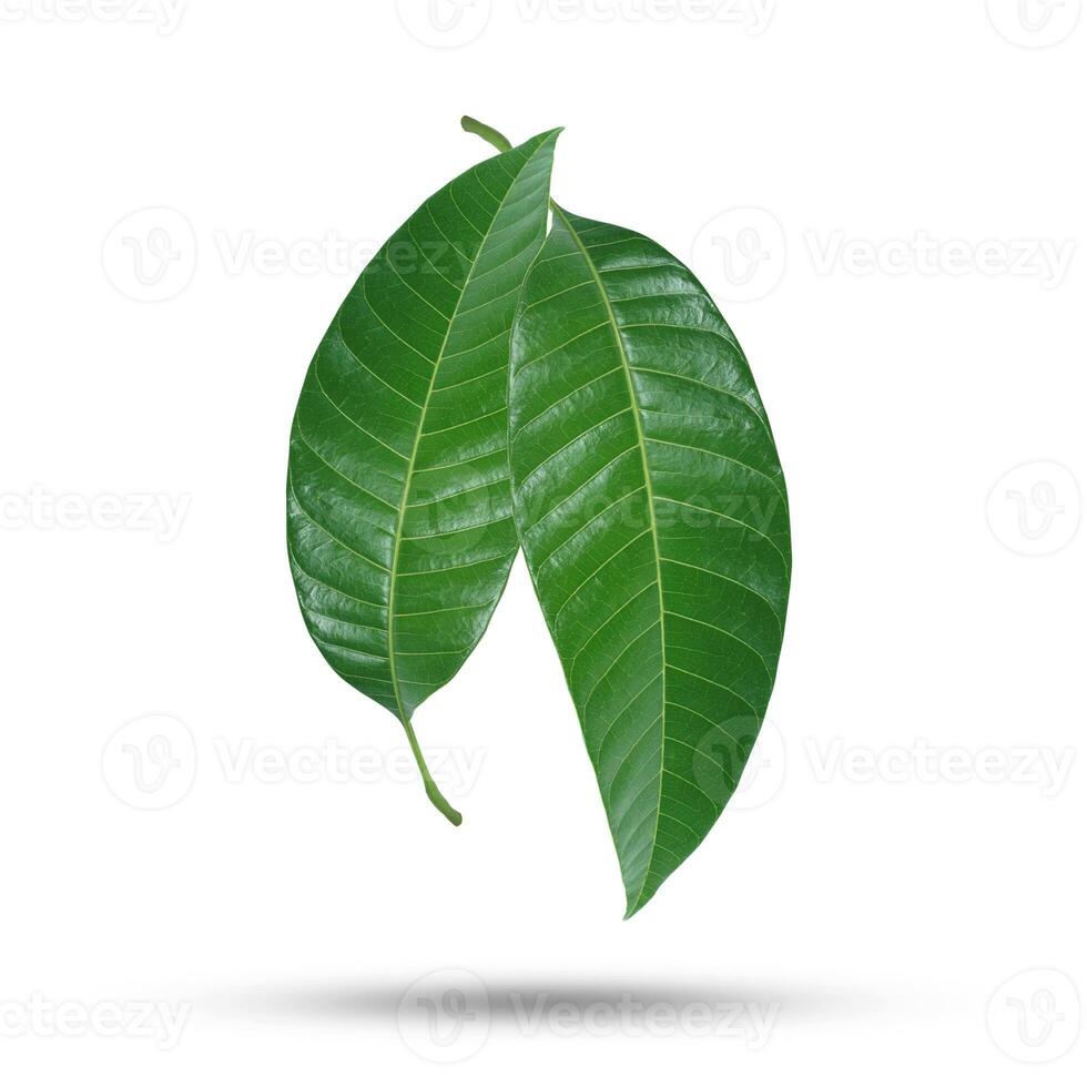 verde Mango le foglie isolato su bianca sfondo foto