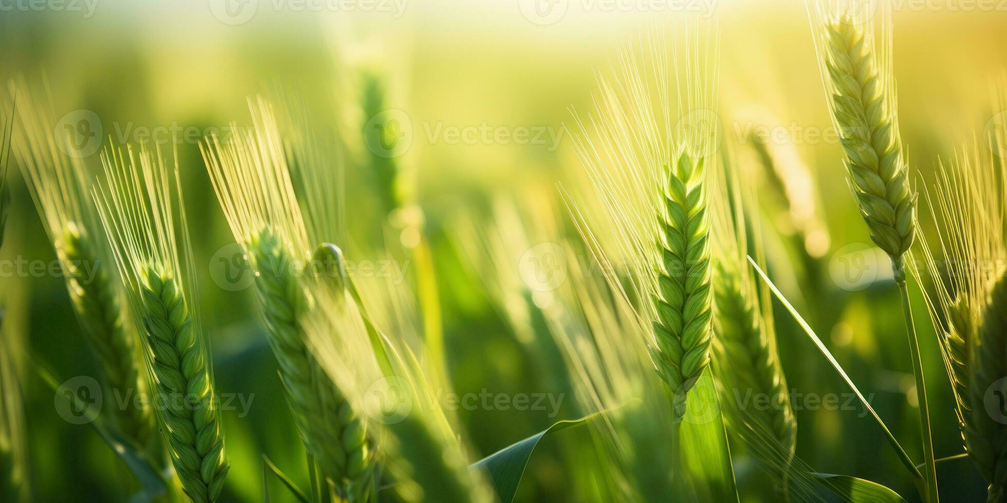 un' ipnotizzante Visualizza di un' vivace Grano campo. ai generativo. foto