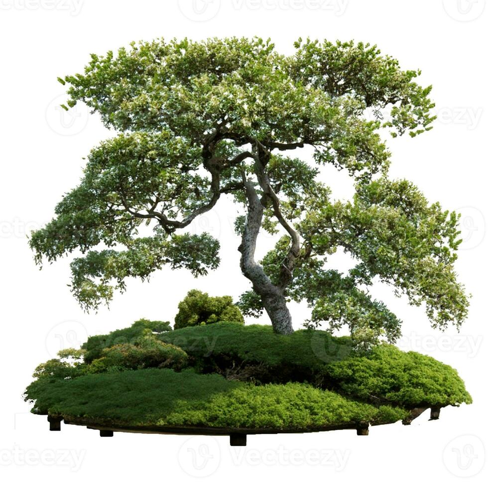 alberi piantato nel pentole bianca sfondo foto