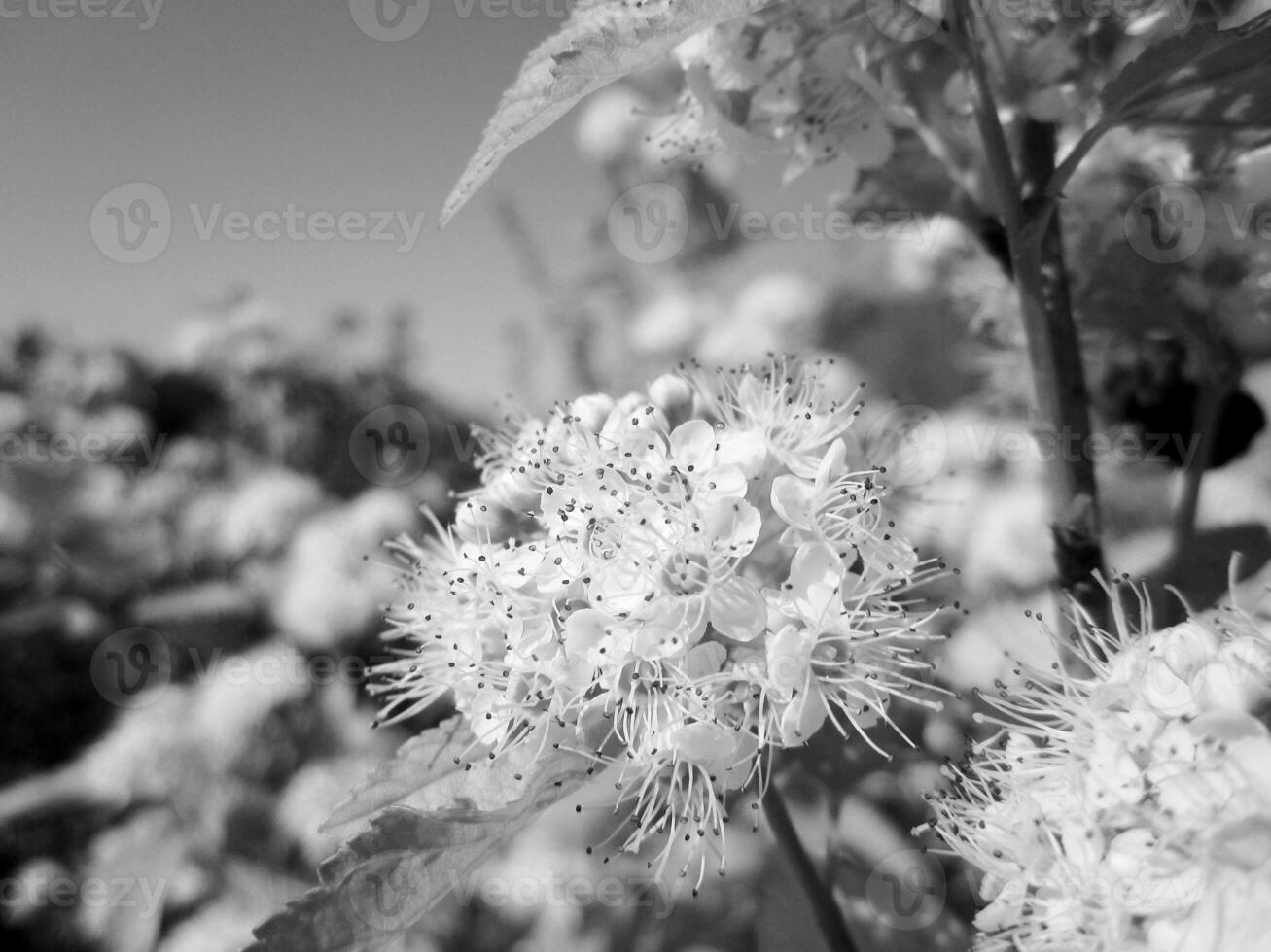 fiore di bellezza selvaggia con nettare che sboccia foto