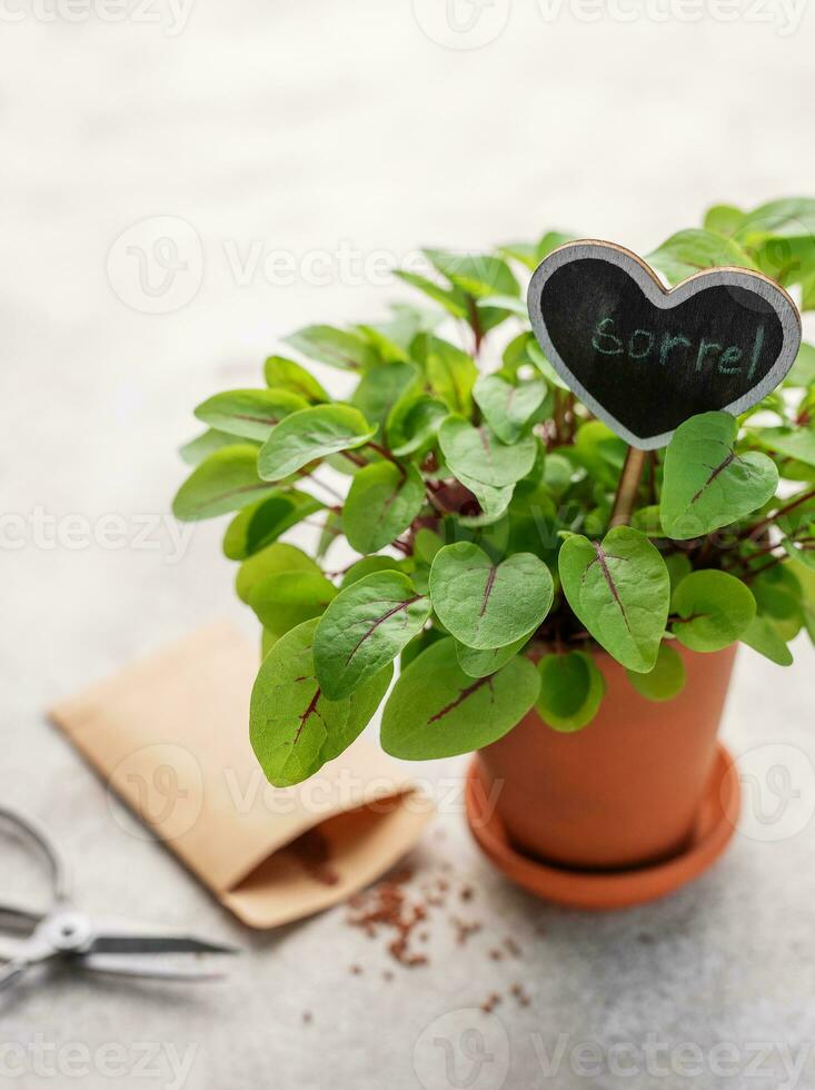 un' pentola con fresco Acetosa microgreens foto