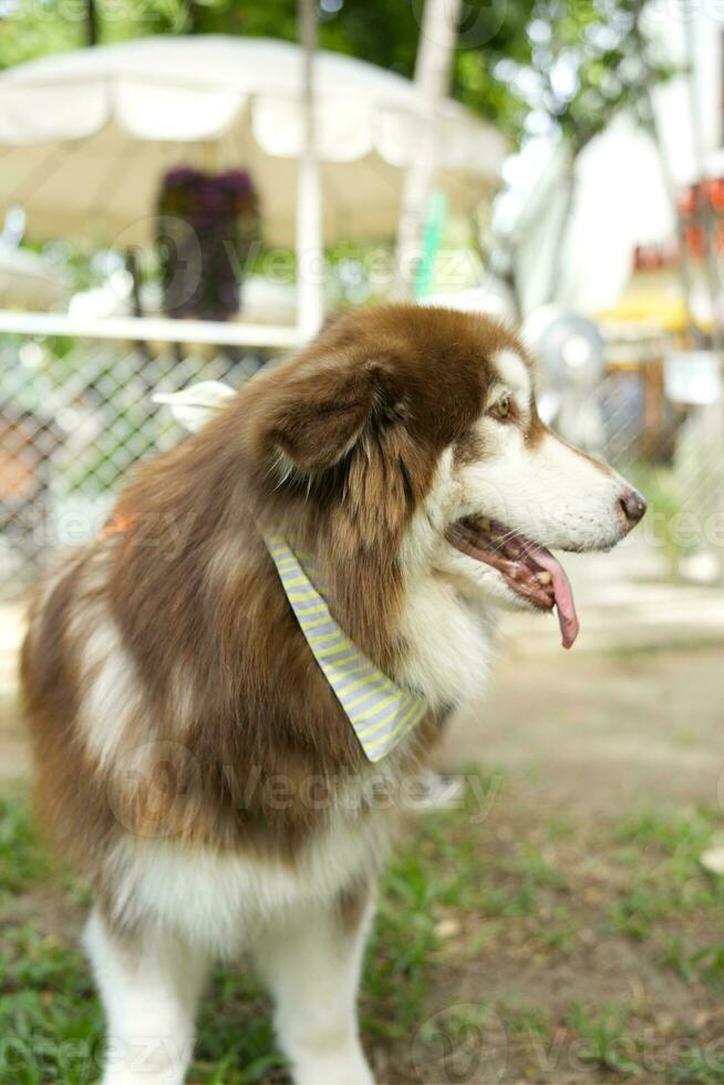 vicino su bianca Marrone colore alaskan malamute soffice Grasso pelliccia viso con cane guinzaglio e sciarpa giocando nel cane parco foto