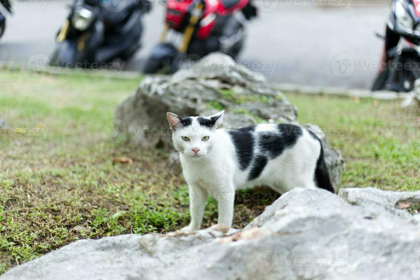 vicino su randagi arlecchino gatto su il erba a piedi nel il parco foto