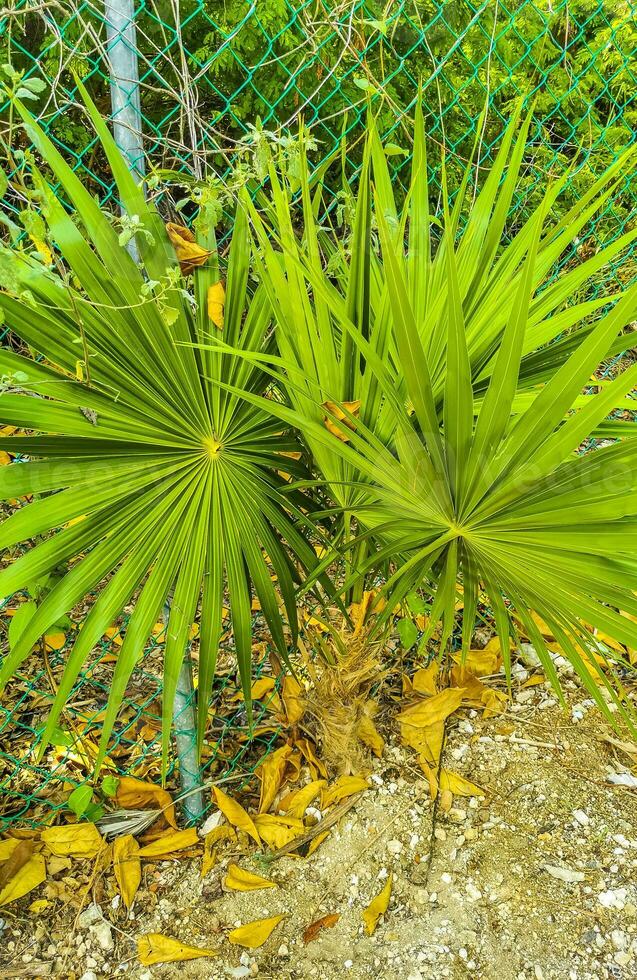 tropicale verde esotico caraibico maya chit palma palme foresta pluviale Messico. foto