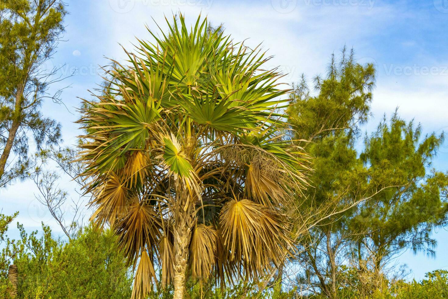 tropicale verde esotico caraibico maya chit palma palme foresta pluviale Messico. foto