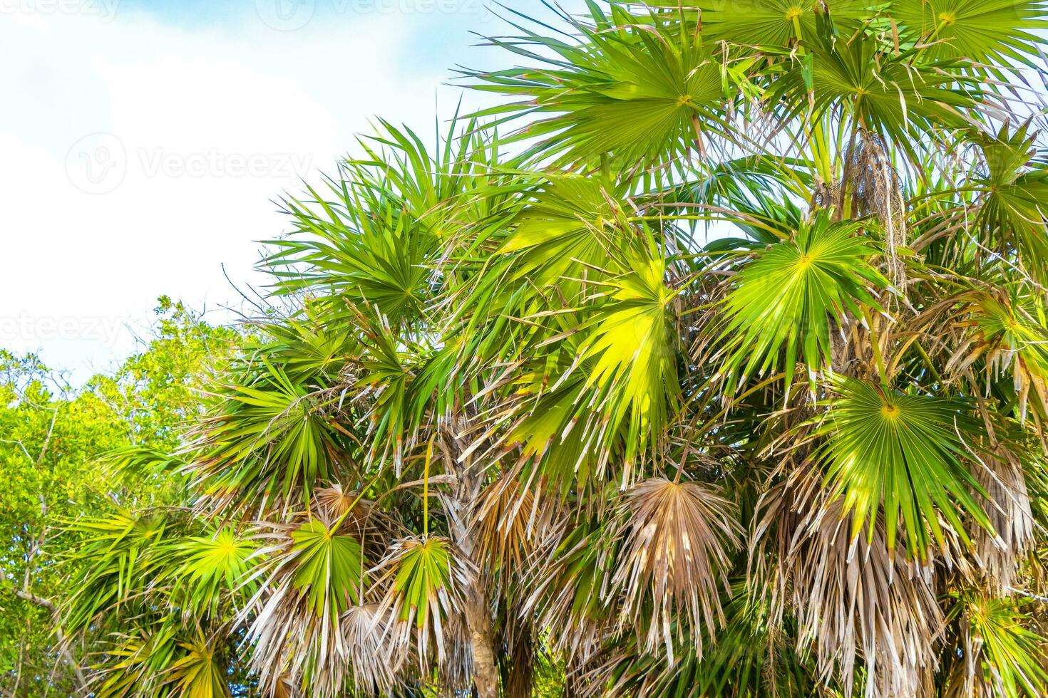 tropicale verde esotico caraibico maya chit palma palme foresta pluviale Messico. foto