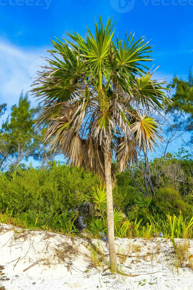 tropicale verde esotico caraibico maya chit palma palme foresta pluviale Messico. foto