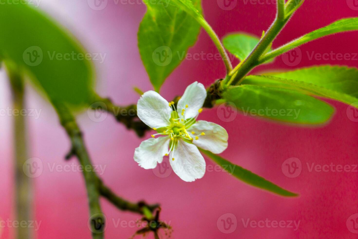 bianca e rosa profumato fresco Mela albero Pera albero fiori. foto