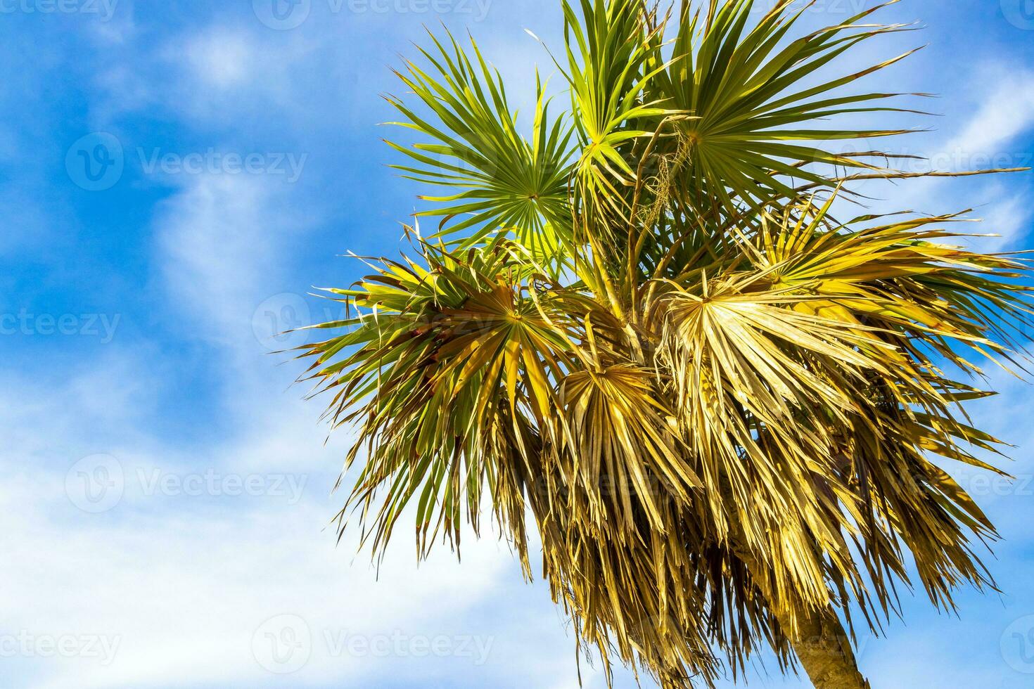 tropicale verde esotico caraibico maya chit palma palme foresta pluviale Messico. foto