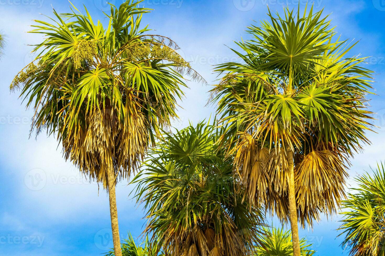 tropicale verde esotico caraibico maya chit palma palme foresta pluviale Messico. foto