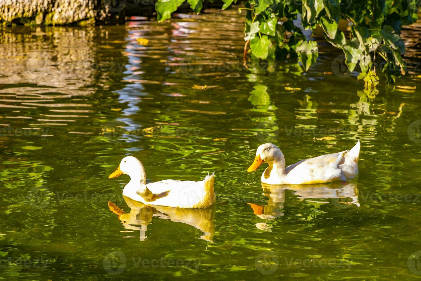 bianca anatre anatra oche nuoto nel verde parco stagno Grecia. foto