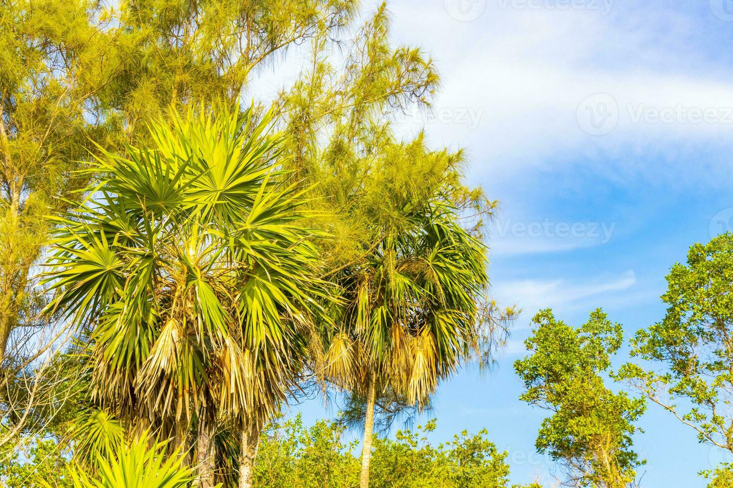 tropicale verde esotico caraibico maya chit palma palme foresta pluviale Messico. foto
