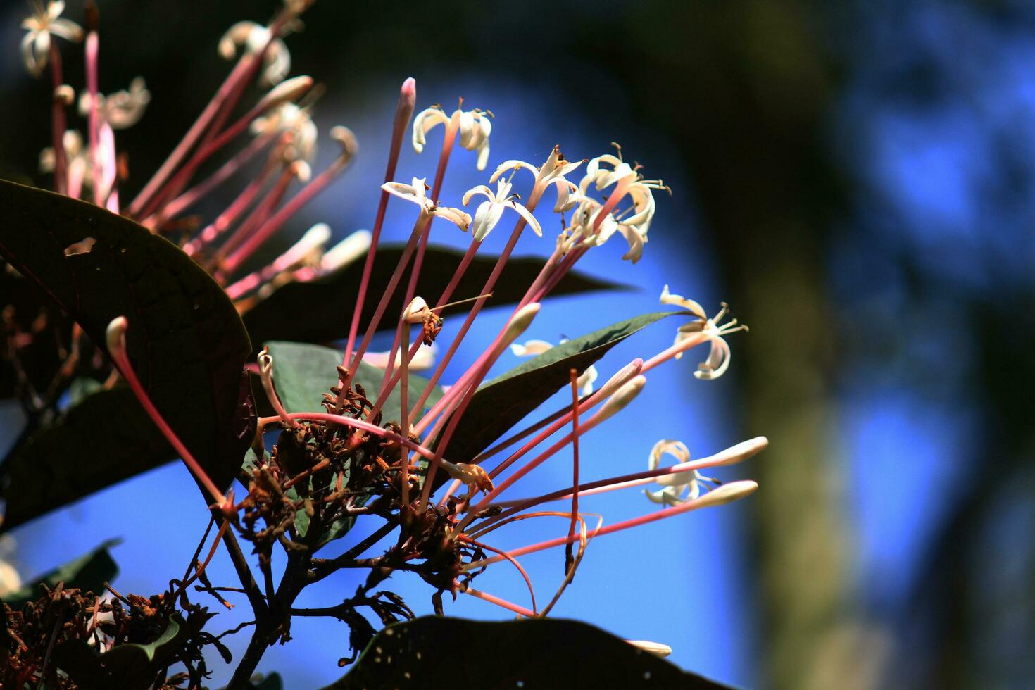 fioritura ixora fiori nel tropicale foresta foto