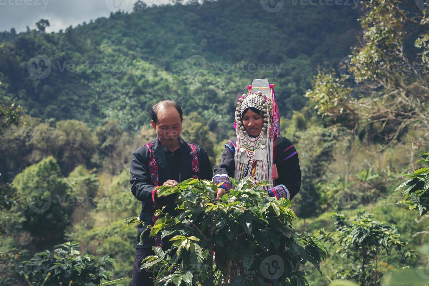 il caffè contadino sta raccogliendo bacche di caffè nella fattoria del caffè foto