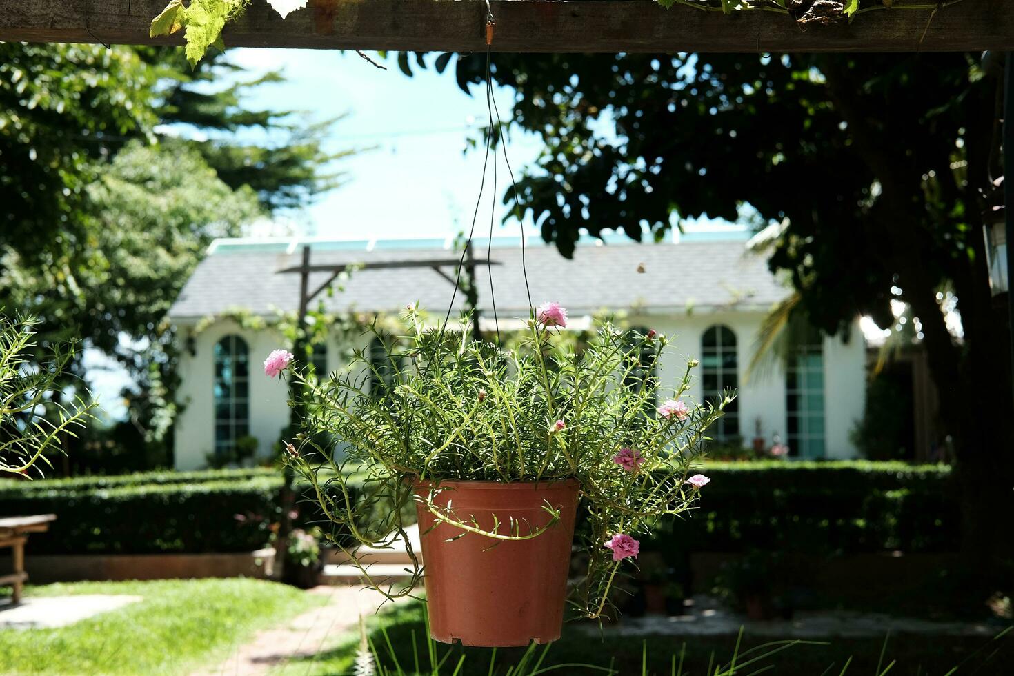 fioritura rosa Comune portulaca, verdelaga, porcile, poco hogweed o pusley fiori nel argilla pentola è sospeso per decorazione nel giardino foto