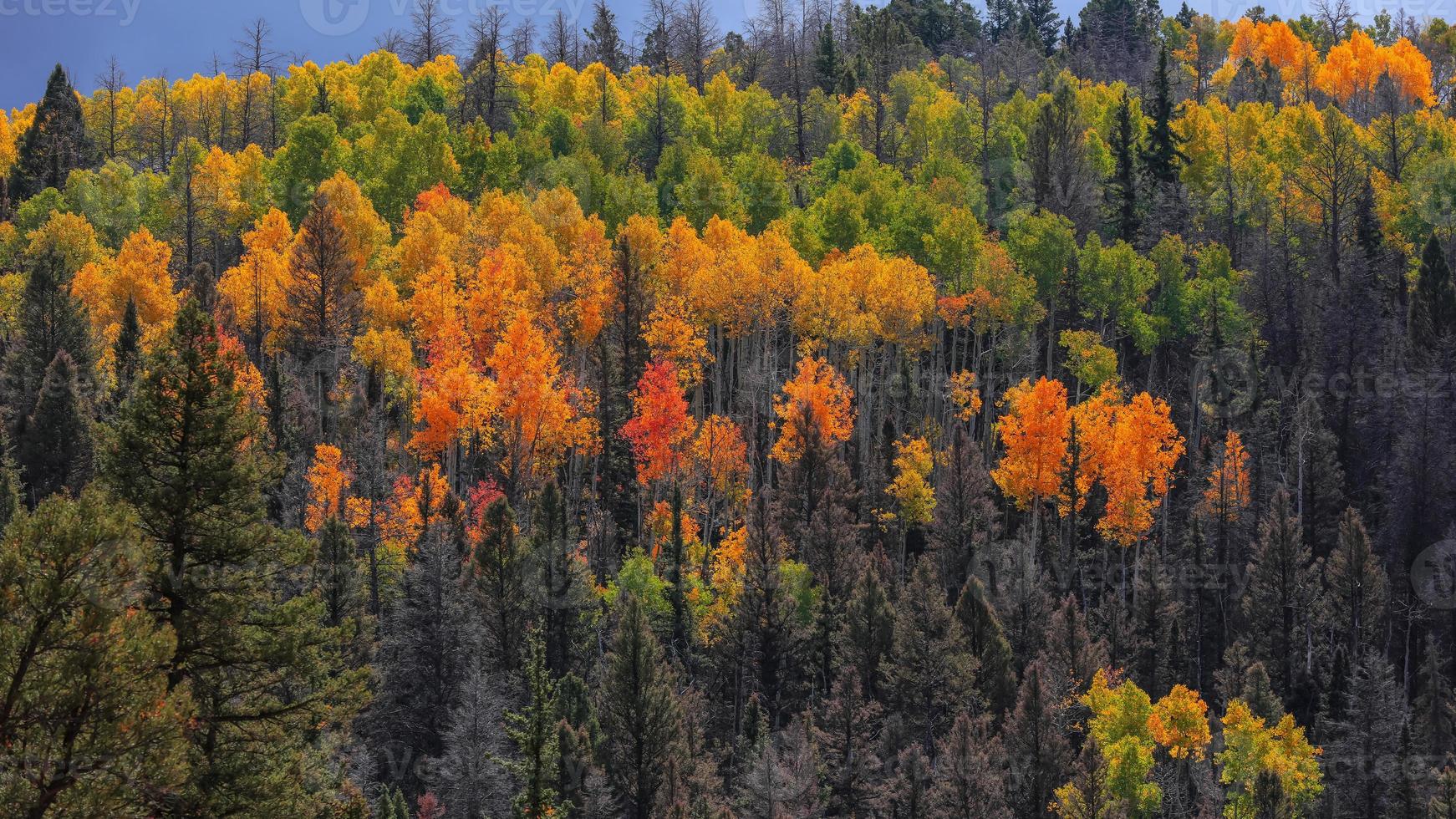 alberi autunnali colorati sulla cima della montagna nelle zone rurali del colorado foto