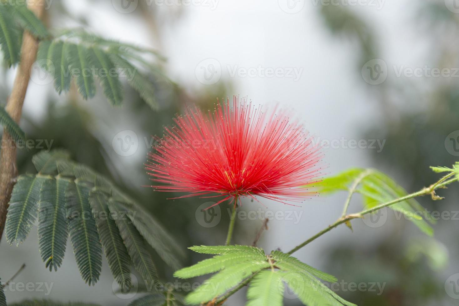 calliandra harrisii è una specie di piante da fiore foto