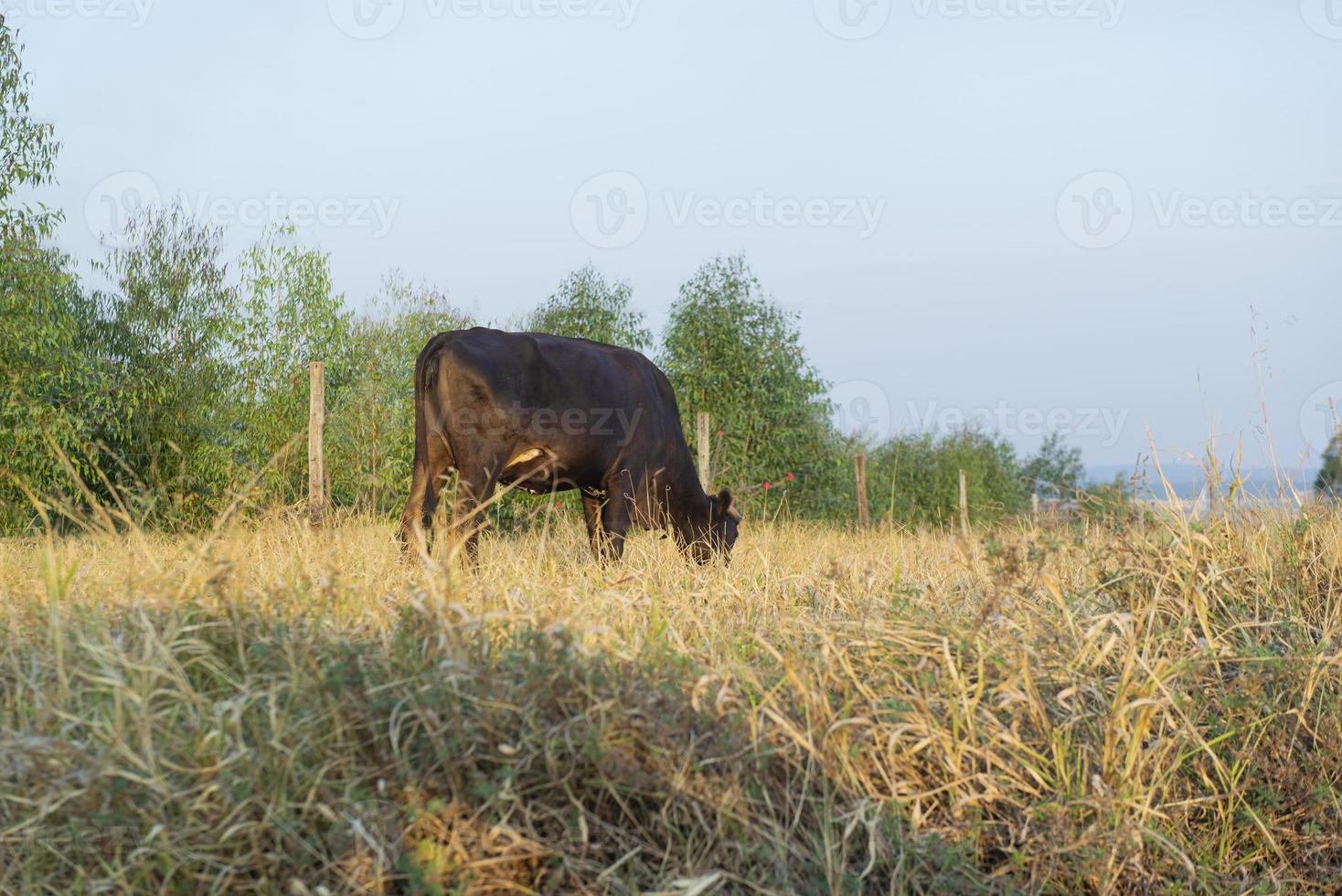 bovini da carne al pascolo in una giornata calda sotto il sole intenso e l'erba molto secca foto