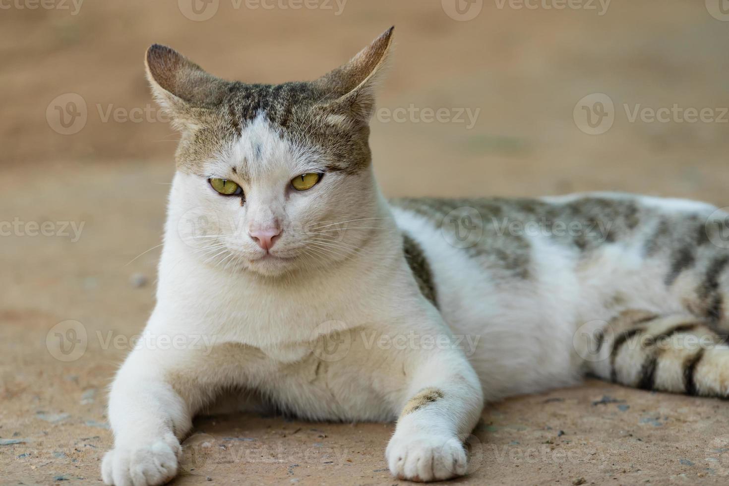 gatto a terra foto