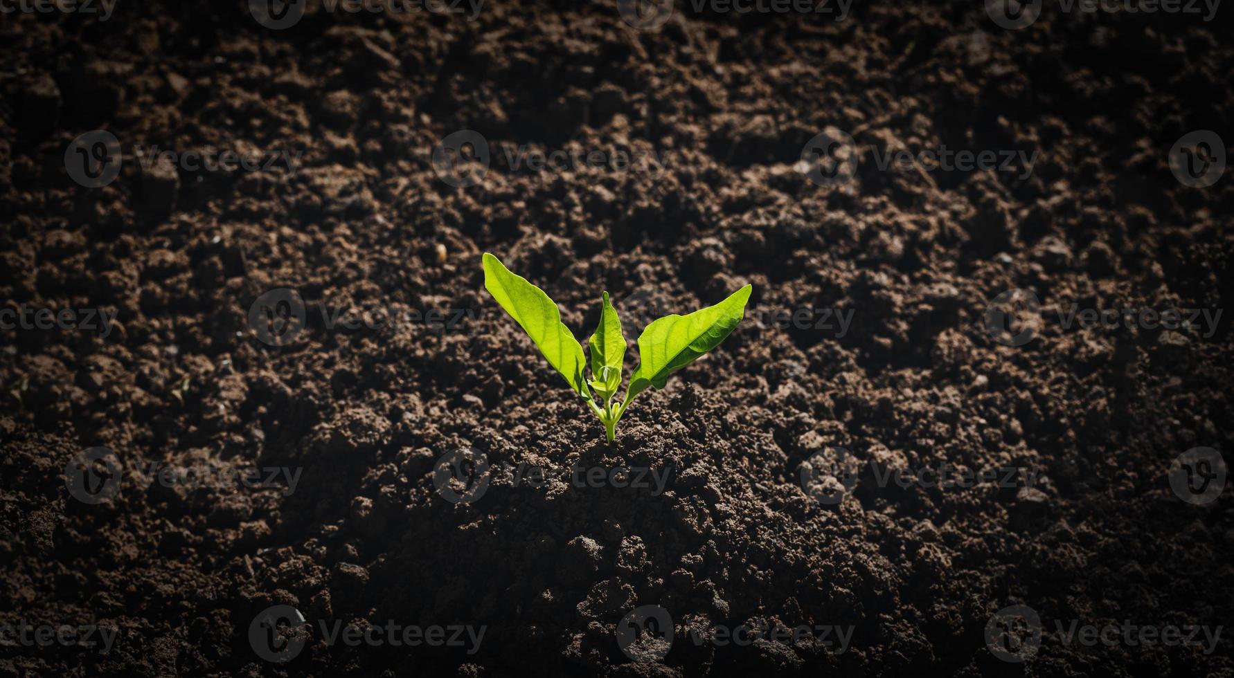 piantare alberi per l'ambiente foto