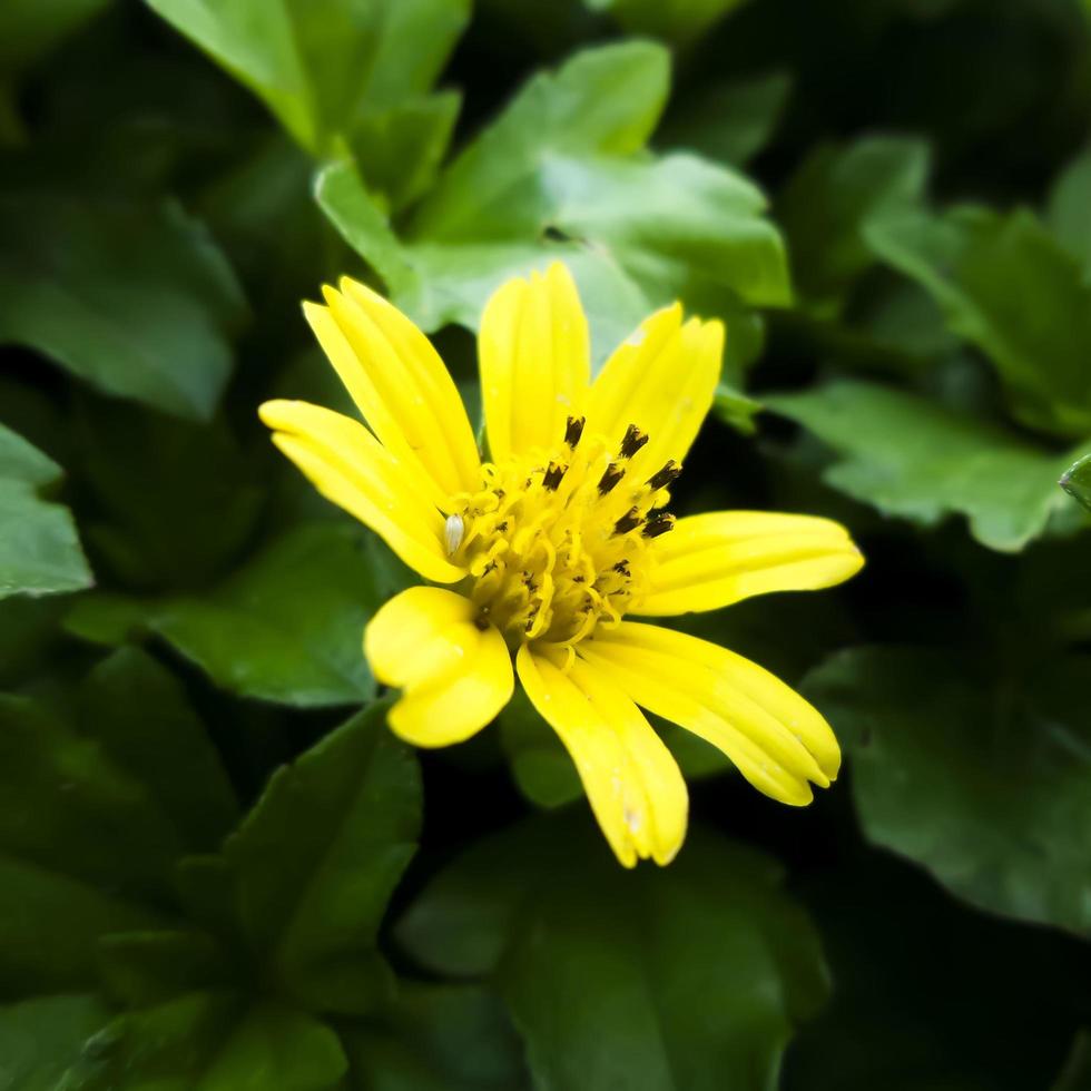 fiore giallo con sfondo sfocato foto