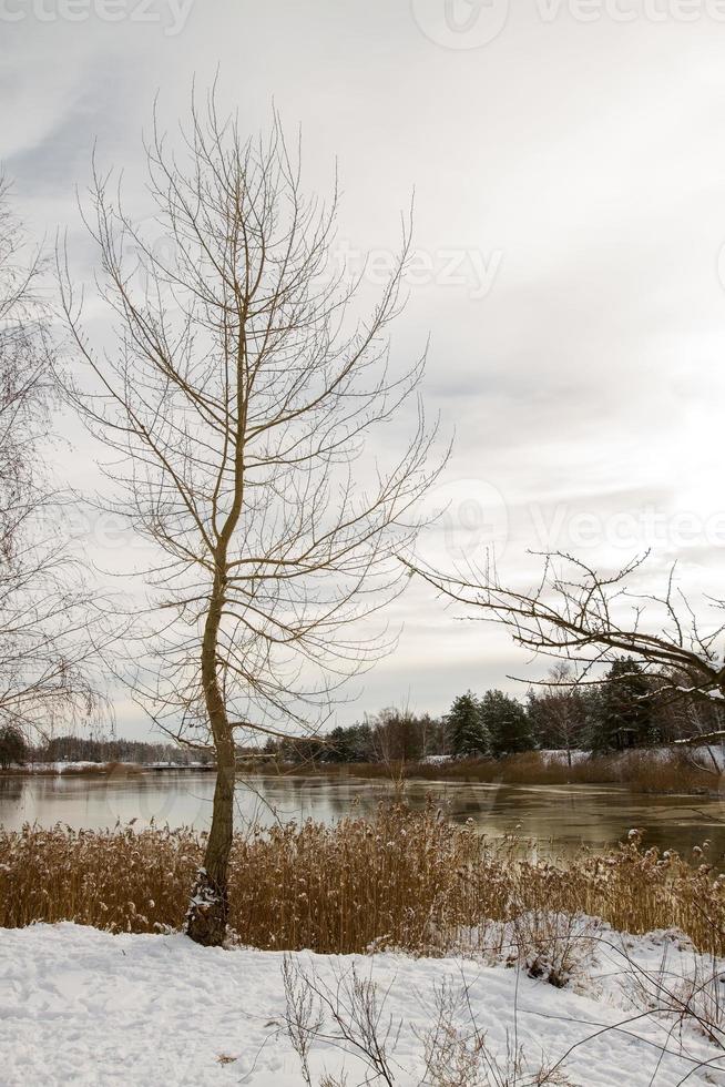 paesaggio, un albero senza fogliame su una riva innevata vicino a un fiume ghiacciato foto