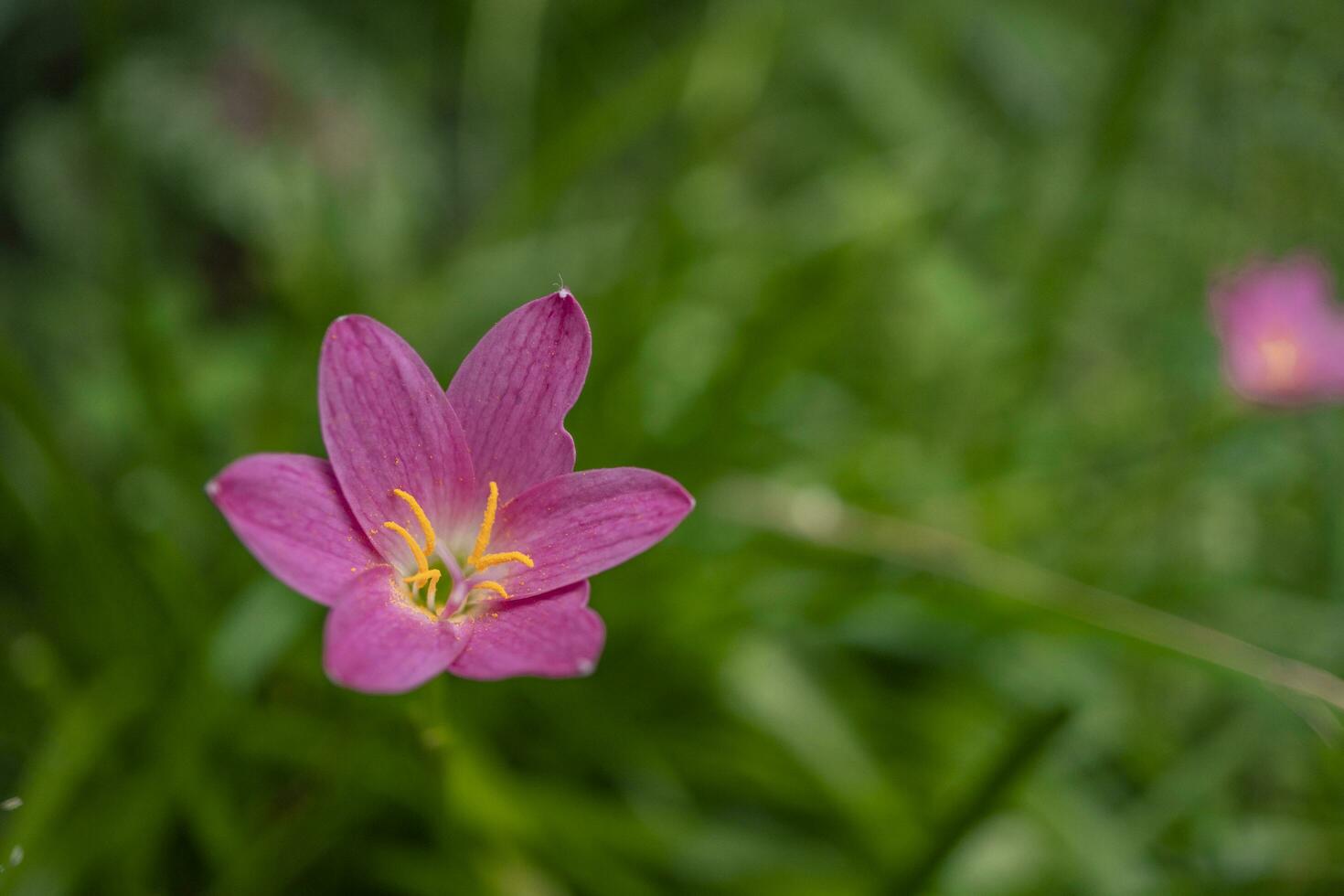 macro foto di selvaggio fiore su il parco quando primavera volta. il fotografie è Perfetto per opuscolo, natura manifesto, natura promozione e viaggiatore.