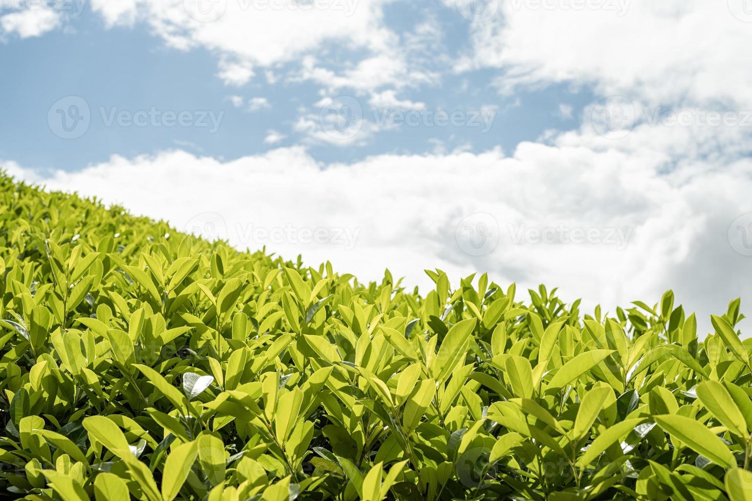 chiudere le foglie di tè con la luce del sole del mattino foto