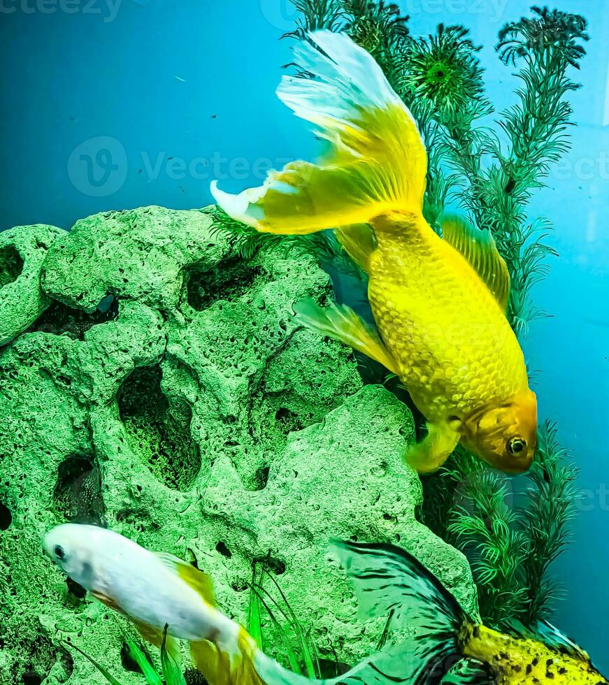 parecchi multicolore luminosa pesce nuotare nel il acquario. acquario con piccolo animali domestici. foto